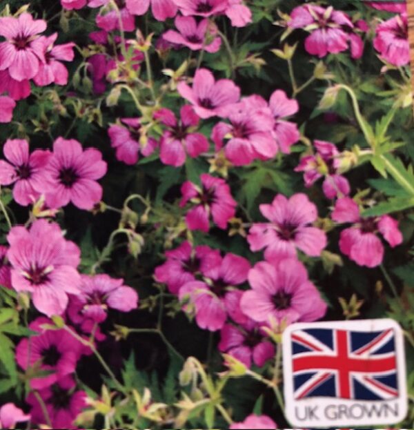 Geranium Patricia