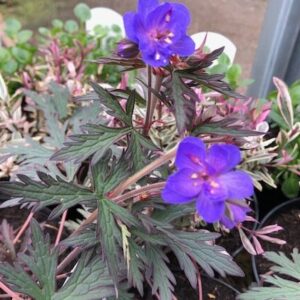 Geranium Storm Cloud
