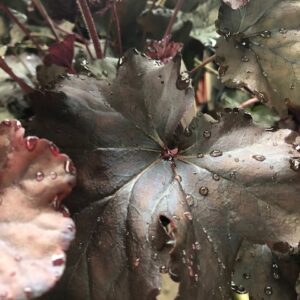 Heuchera Obsidian