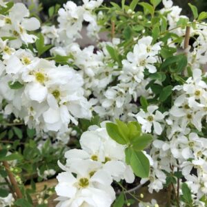 Exochorda The Bride