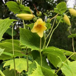 Kirengoshima palmata