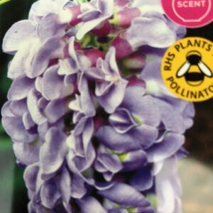 Wisteria Amethyst Falls