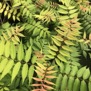 Sorbaria sorbifolia Sem