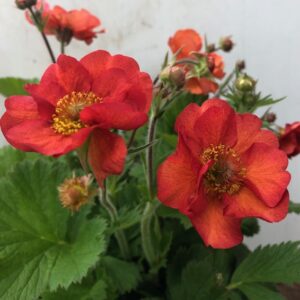 Geum Firestarter