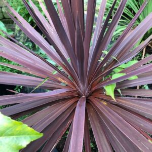 Cordyline Red Star